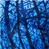 Vestes Femme BLUE FOREST Bleu